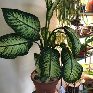 Meet your Posher, Rochelle